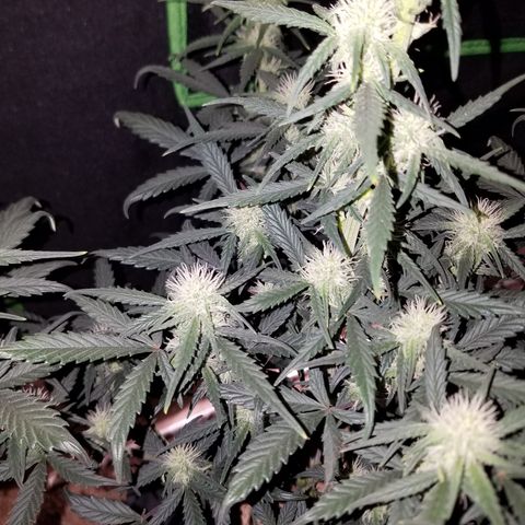 Strawberry Cough × Super Lemon Haze  growlog timeline photo