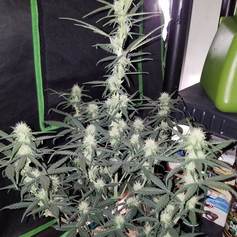 Strawberry Cough × Super Lemon Haze  growlog timeline photo