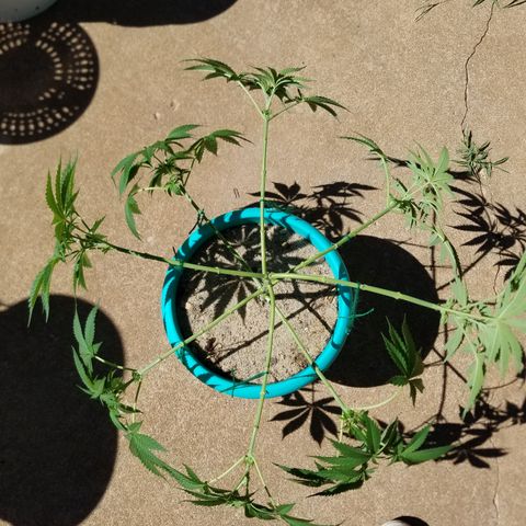 Cherry CBD growlog timeline photo