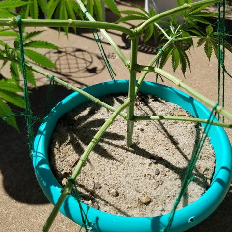 Cherry CBD growlog timeline photo