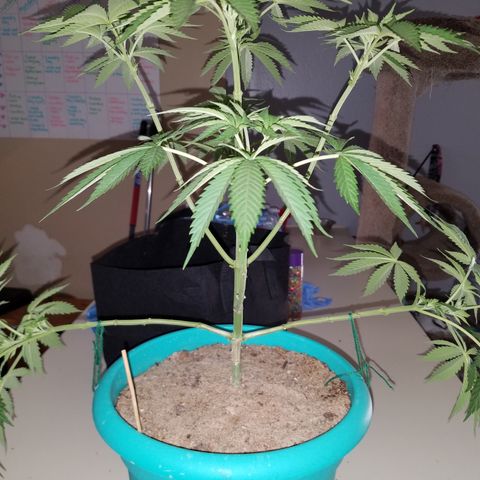 Cherry CBD growlog timeline photo