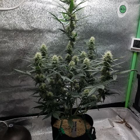 Strawberry Cough × Super Lemon Haze  growlog timeline photo