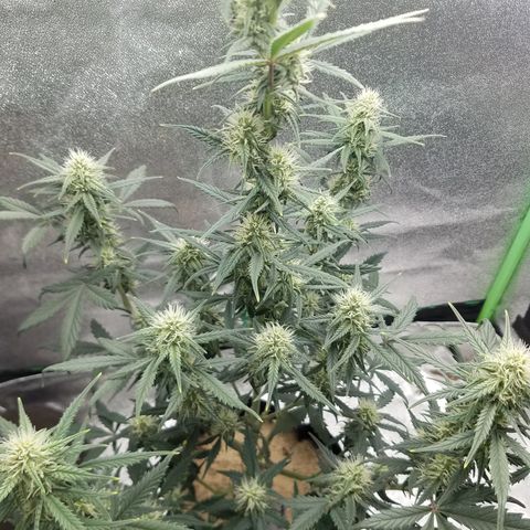 Strawberry Cough × Super Lemon Haze  growlog timeline photo