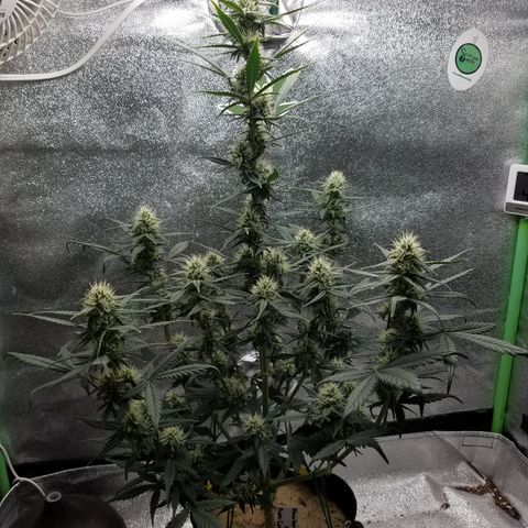 Strawberry Cough × Super Lemon Haze  growlog timeline photo