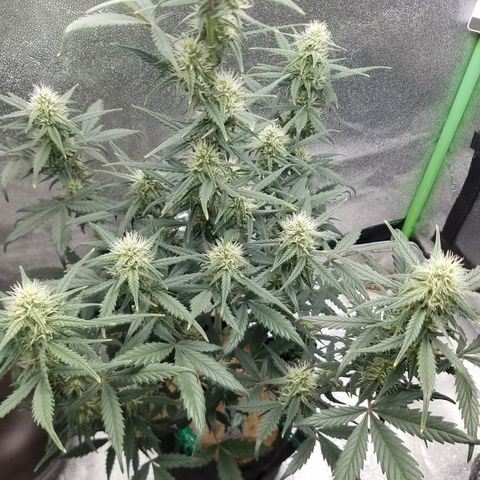 Strawberry Cough × Super Lemon Haze  growlog timeline photo