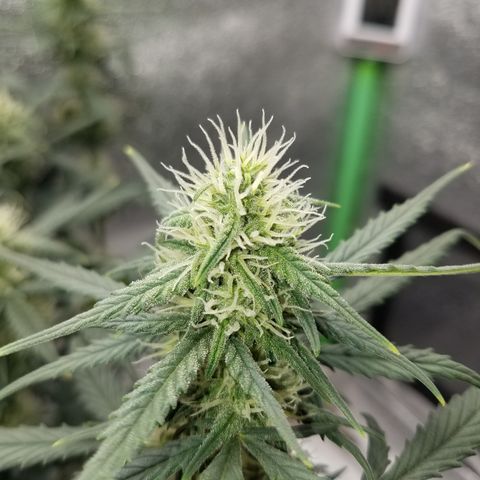 Strawberry Cough × Super Lemon Haze  growlog timeline photo