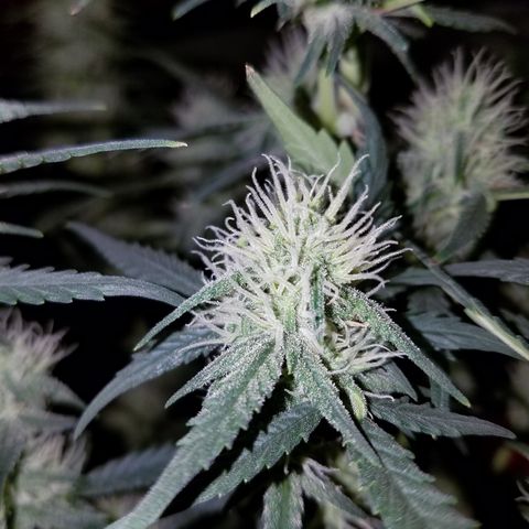 Strawberry Cough × Super Lemon Haze  growlog timeline photo