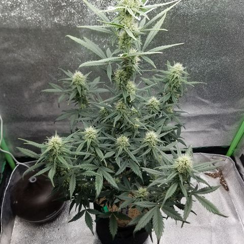 Strawberry Cough × Super Lemon Haze  growlog timeline photo