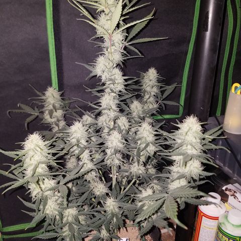 Strawberry Cough × Super Lemon Haze  growlog timeline photo