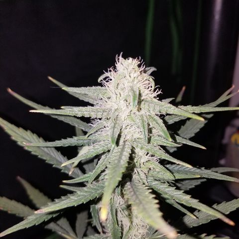 Strawberry Cough × Super Lemon Haze  growlog timeline photo