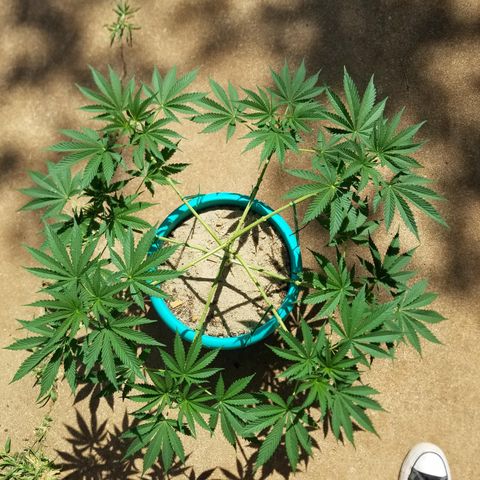 Cherry CBD growlog timeline photo