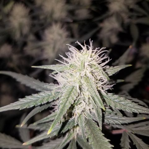 Strawberry Cough × Super Lemon Haze  growlog timeline photo