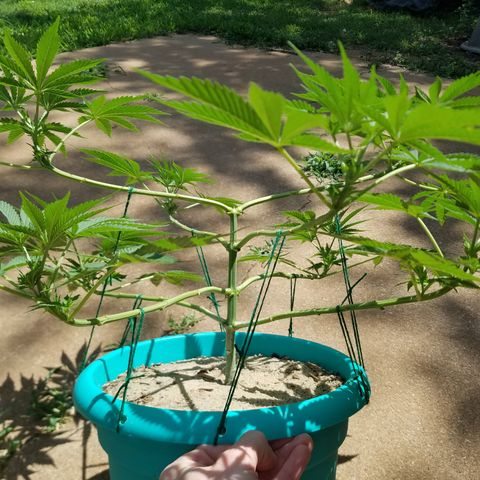 Cherry CBD growlog timeline photo