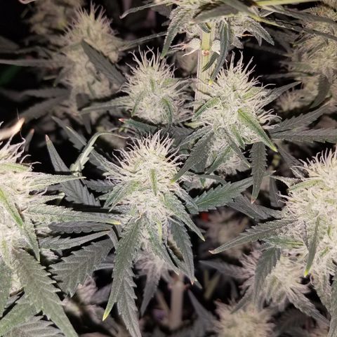 Strawberry Cough × Super Lemon Haze  growlog timeline photo