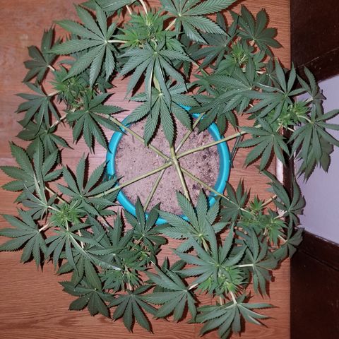 Cherry CBD growlog timeline photo