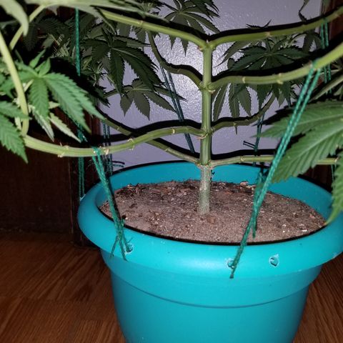 Cherry CBD growlog timeline photo