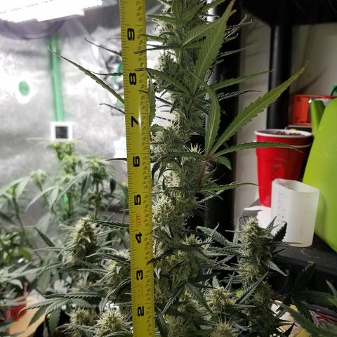 Strawberry Cough × Super Lemon Haze  growlog timeline photo