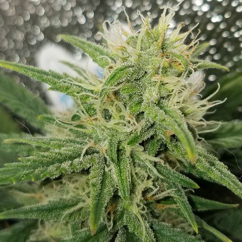 Strawberry Cough × Super Lemon Haze  growlog timeline photo