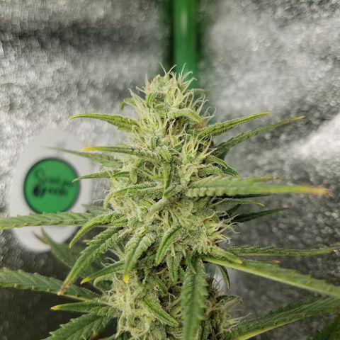 Strawberry Cough × Super Lemon Haze  growlog timeline photo