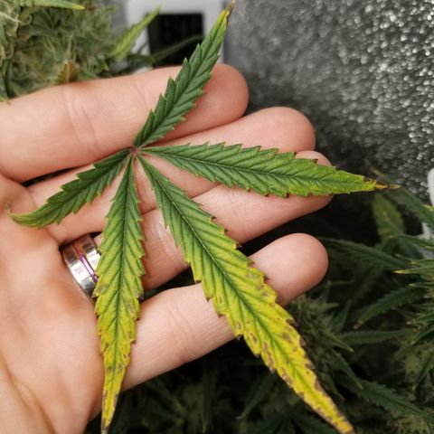 Strawberry Cough × Super Lemon Haze  growlog timeline photo