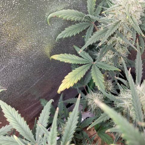 Strawberry Cough × Super Lemon Haze  growlog timeline photo