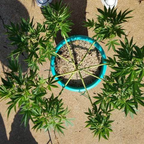 Cherry CBD growlog timeline photo