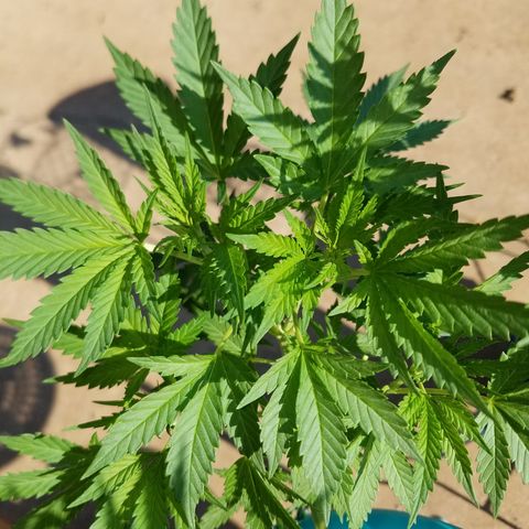 Cherry CBD growlog timeline photo