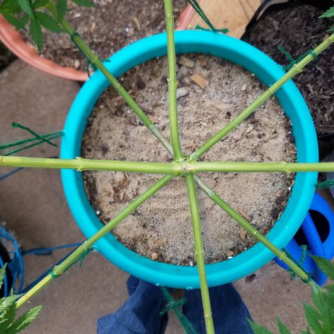 Cherry CBD growlog timeline photo