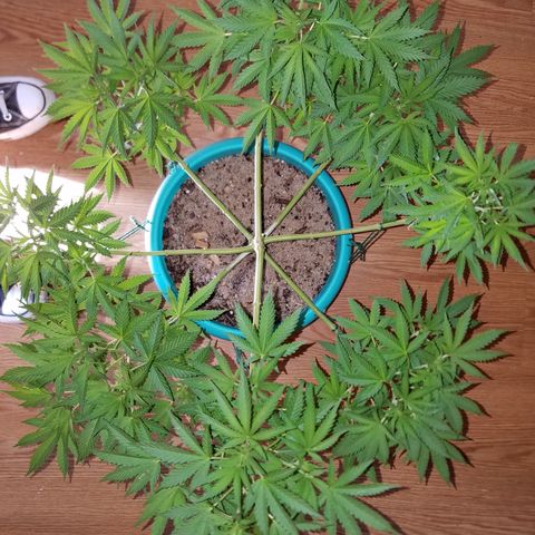 Cherry CBD growlog timeline photo