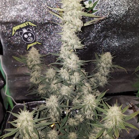 Strawberry Cough × Super Lemon Haze  growlog timeline photo