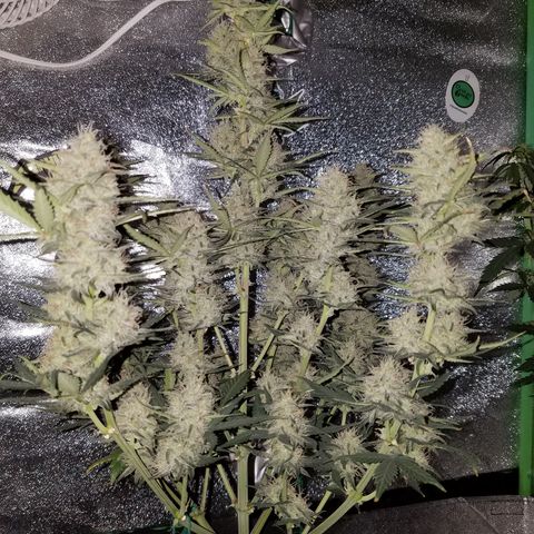 Strawberry Cough × Super Lemon Haze  growlog timeline photo