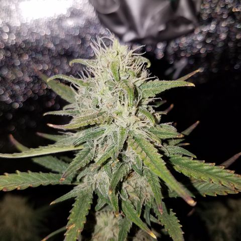 Strawberry Cough × Super Lemon Haze  growlog timeline photo