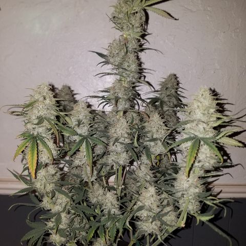 Strawberry Cough × Super Lemon Haze  growlog timeline photo