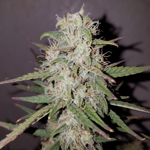 Strawberry Cough × Super Lemon Haze  growlog timeline photo