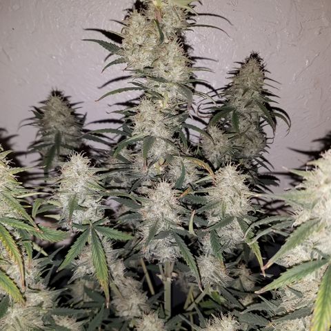 Strawberry Cough × Super Lemon Haze  growlog timeline photo