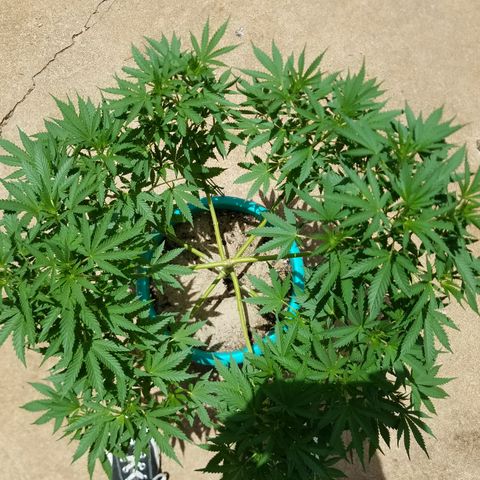 Cherry CBD growlog timeline photo