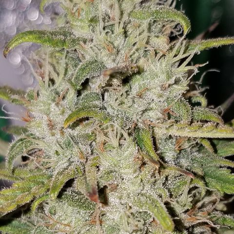 Strawberry Cough × Super Lemon Haze  growlog timeline photo