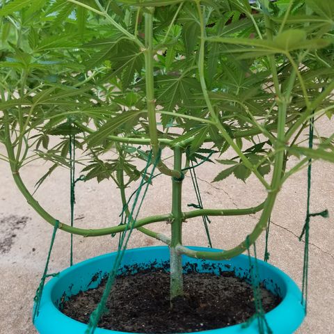 Cherry CBD growlog timeline photo