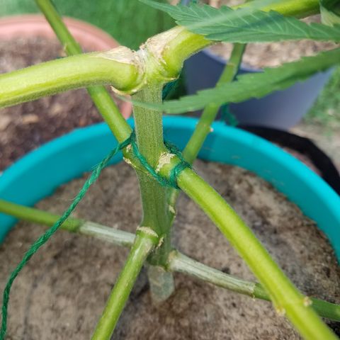 Cherry CBD growlog timeline photo