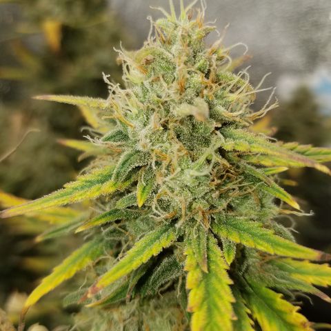 Strawberry Cough × Super Lemon Haze  growlog timeline photo