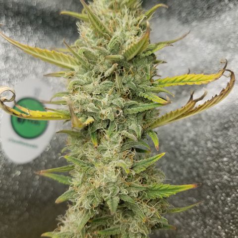 Strawberry Cough × Super Lemon Haze  growlog timeline photo