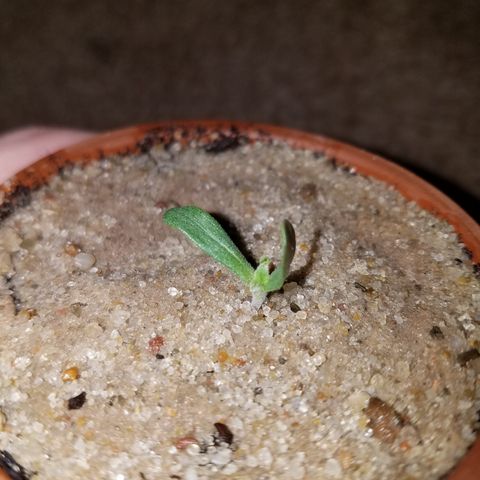 Sherbert Cookies  growlog timeline photo