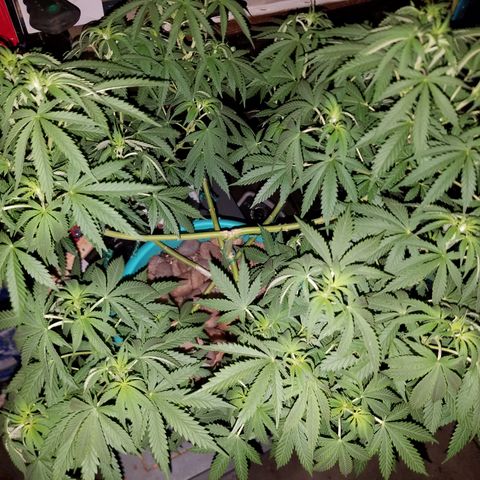 Cherry CBD growlog timeline photo