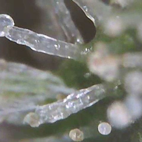 Strawberry Cough × Super Lemon Haze  growlog timeline photo