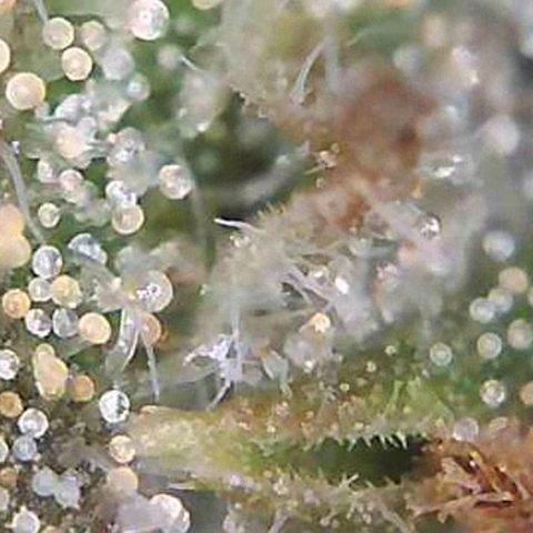 Strawberry Cough × Super Lemon Haze  growlog timeline photo