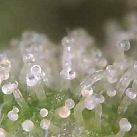 Strawberry Cough × Super Lemon Haze  growlog timeline photo