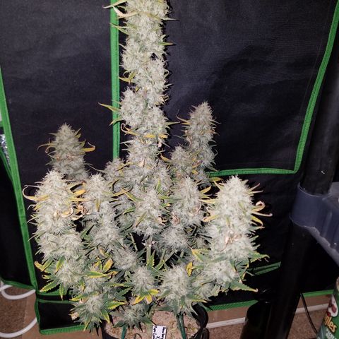 Strawberry Cough × Super Lemon Haze  growlog timeline photo