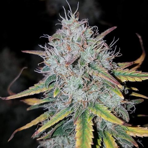 Strawberry Cough × Super Lemon Haze  growlog timeline photo