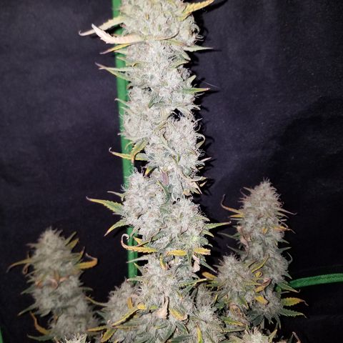 Strawberry Cough × Super Lemon Haze  growlog timeline photo