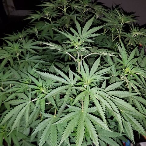 Cherry CBD growlog timeline photo